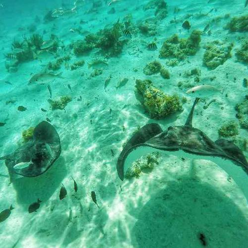 Swim with stingrays at Stingray City Swim with stingrays at Stingray City