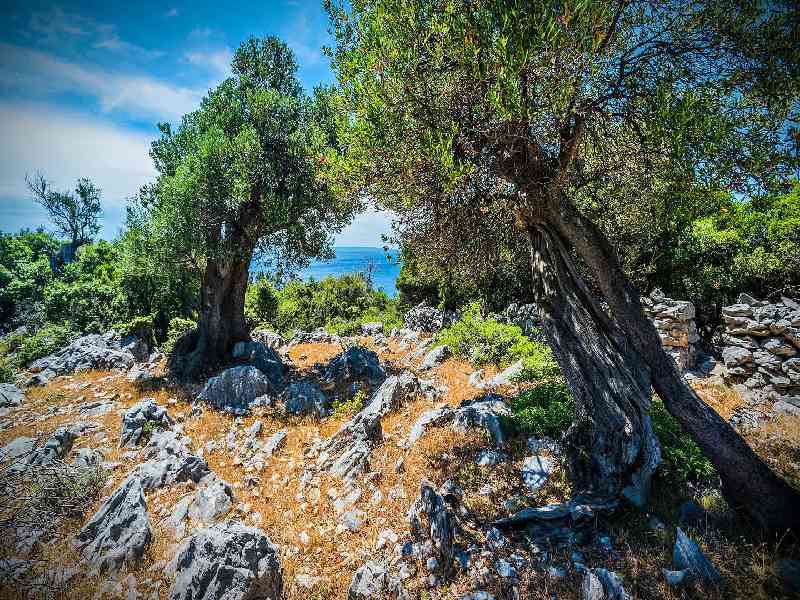 Embark on a coastal hike through olive groves, stopping for wild sea swims