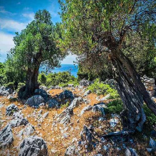 Embark on a coastal hike through olive groves, stopping for wild sea swims Embark on a coastal hike through olive groves, stopping for wild sea swims