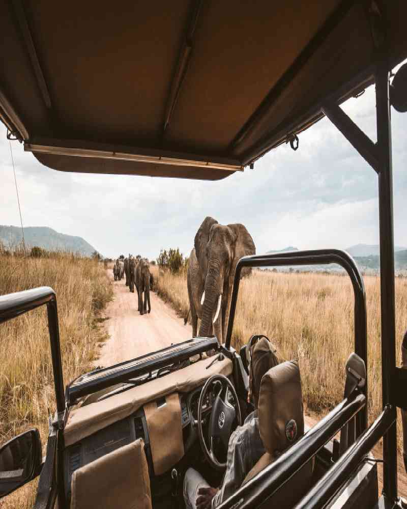 Soca Islands Wildlife & Safari