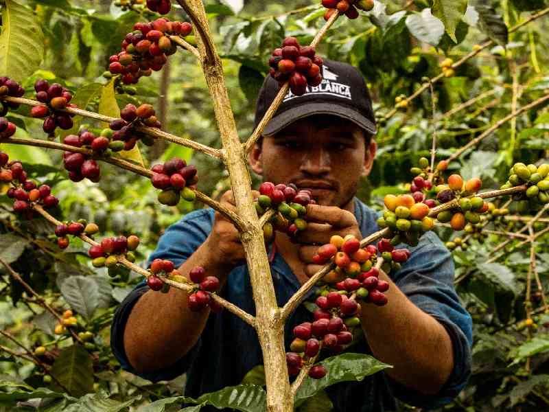 Learn the art of coffee making at a local hacienda
