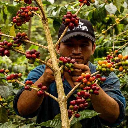Learn the art of coffee making at a local hacienda Learn the art of coffee making at a local hacienda