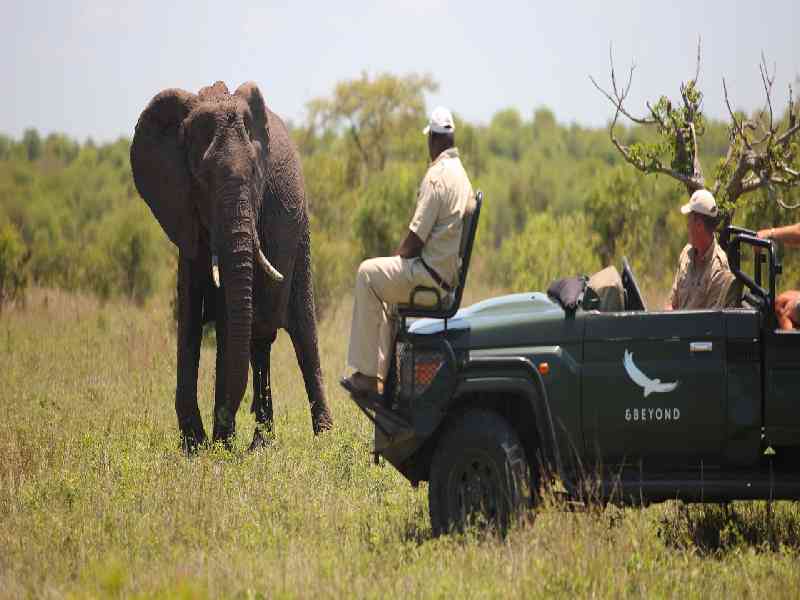 Experience thrilling safari game drives in Kruger National Park while searching for Africa’s legendary Big Five.