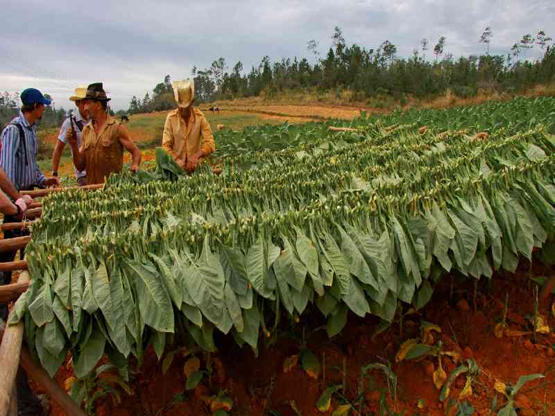 Visit a traditional tobacco plantation and admire Cuba’s scenic countryside.
