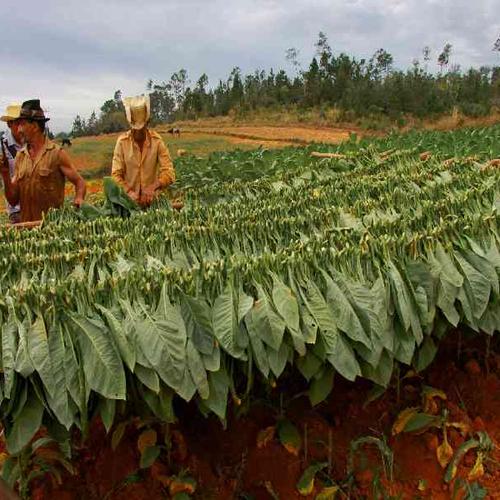 Visit a traditional tobacco plantation and admire Cuba’s scenic countryside. Visit a traditional tobacco plantation and admire Cuba’s scenic countryside.