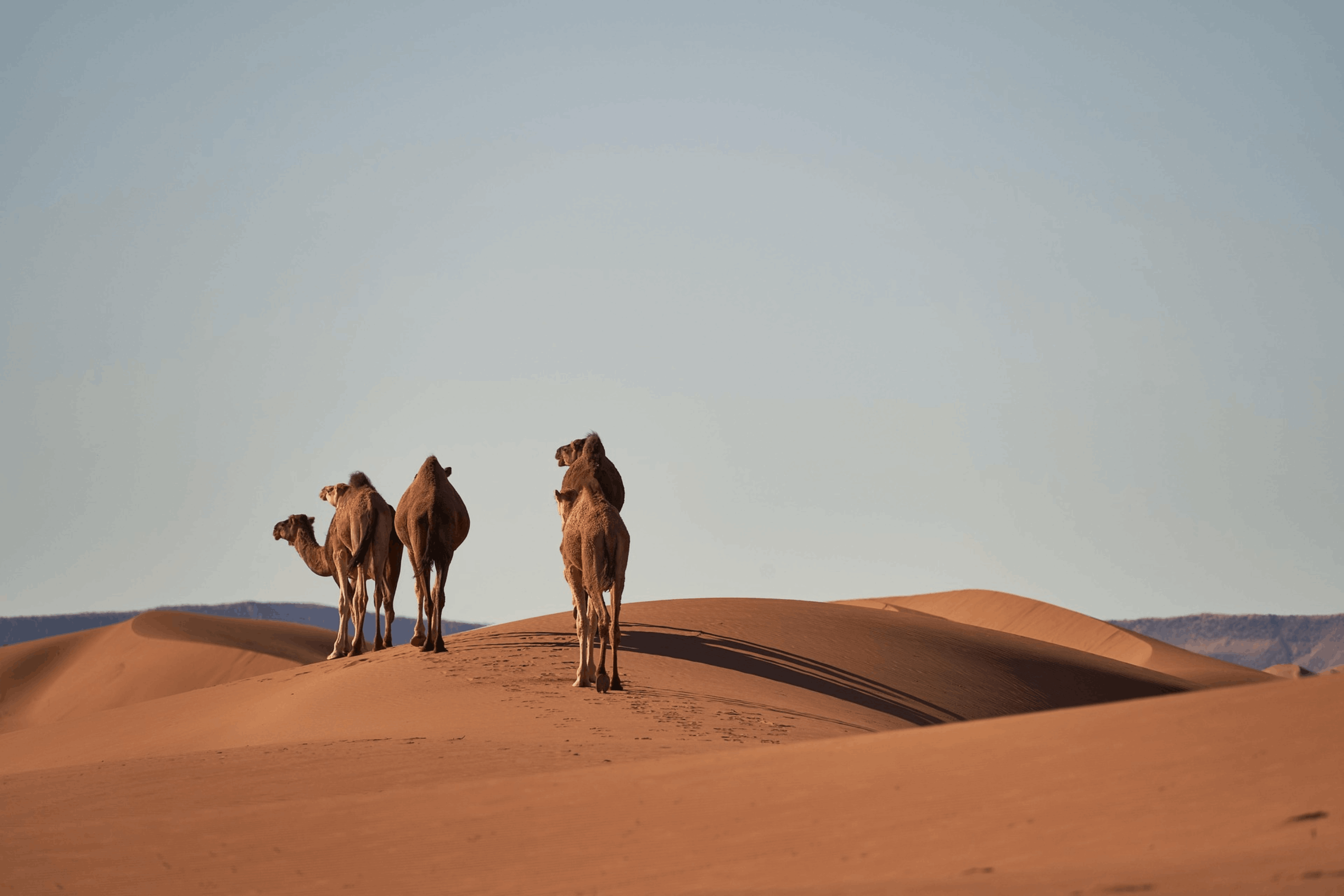 The Best of Morocco