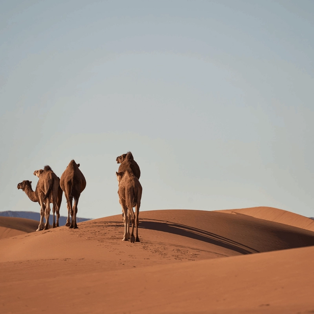 The Best of Morocco The Best of Morocco