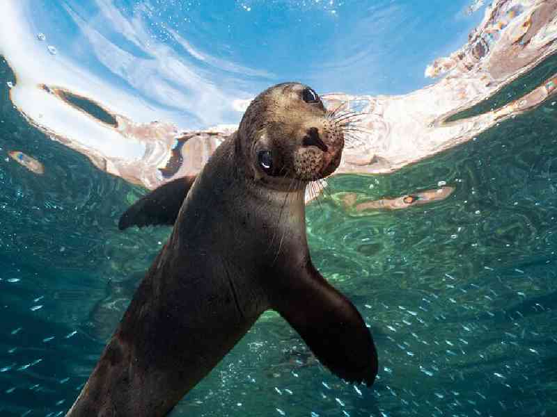 Snorkel with sea lions, cruise to Espíritu Santo Island, and relax on the crystal-clear shores of Balandra Beach.