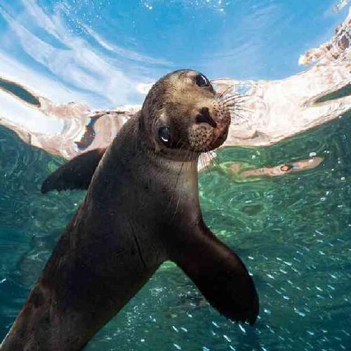 Snorkel with sea lions, cruise to Espíritu Santo Island, and relax on the crystal-clear shores of Balandra Beach. Snorkel with sea lions, cruise to Espíritu Santo Island, and relax on the crystal-clear shores of Balandra Beach.