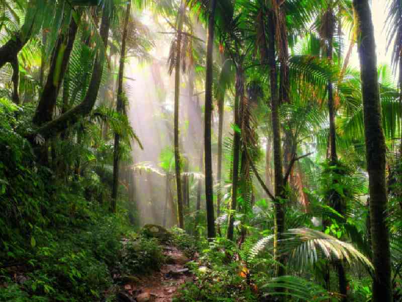 Explore Antigua’s lush rainforest landscapes aboard a colorful open-air tuk-tuk adventure.