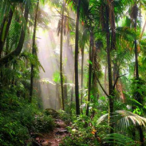 Explore Antigua’s lush rainforest landscapes aboard a colorful open-air tuk-tuk adventure. Explore Antigua’s lush rainforest landscapes aboard a colorful open-air tuk-tuk adventure.