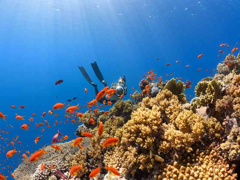 Explore coral reefs, shipwrecks, mangroves, and scenic islets