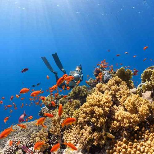 Explore coral reefs, shipwrecks, mangroves, and scenic islets Explore coral reefs, shipwrecks, mangroves, and scenic islets