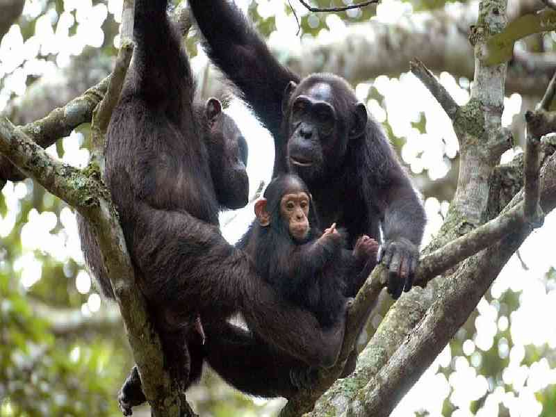 Chimpanzee Tracking & Overland Adventure