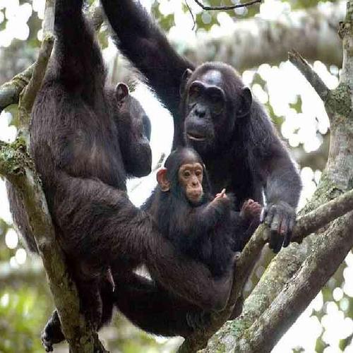 Chimpanzee Tracking & Overland Adventure Chimpanzee Tracking & Overland Adventure