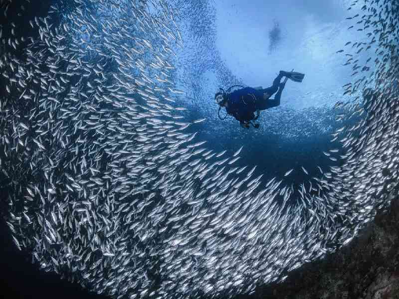 Snorkel through the legendary Moalboal Sardine Run.