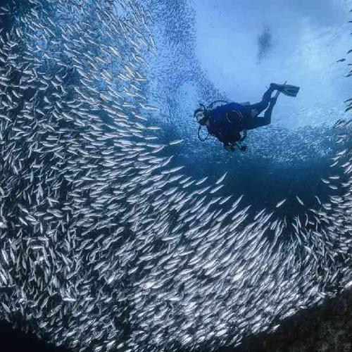 Snorkel through the legendary Moalboal Sardine Run. Snorkel through the legendary Moalboal Sardine Run.