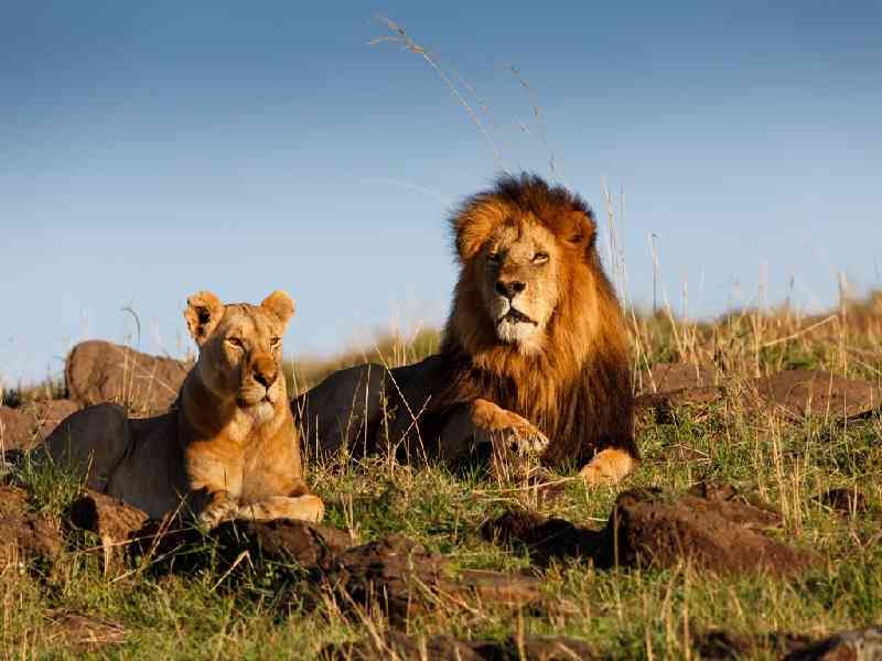 Masai Mara Big Five Safari