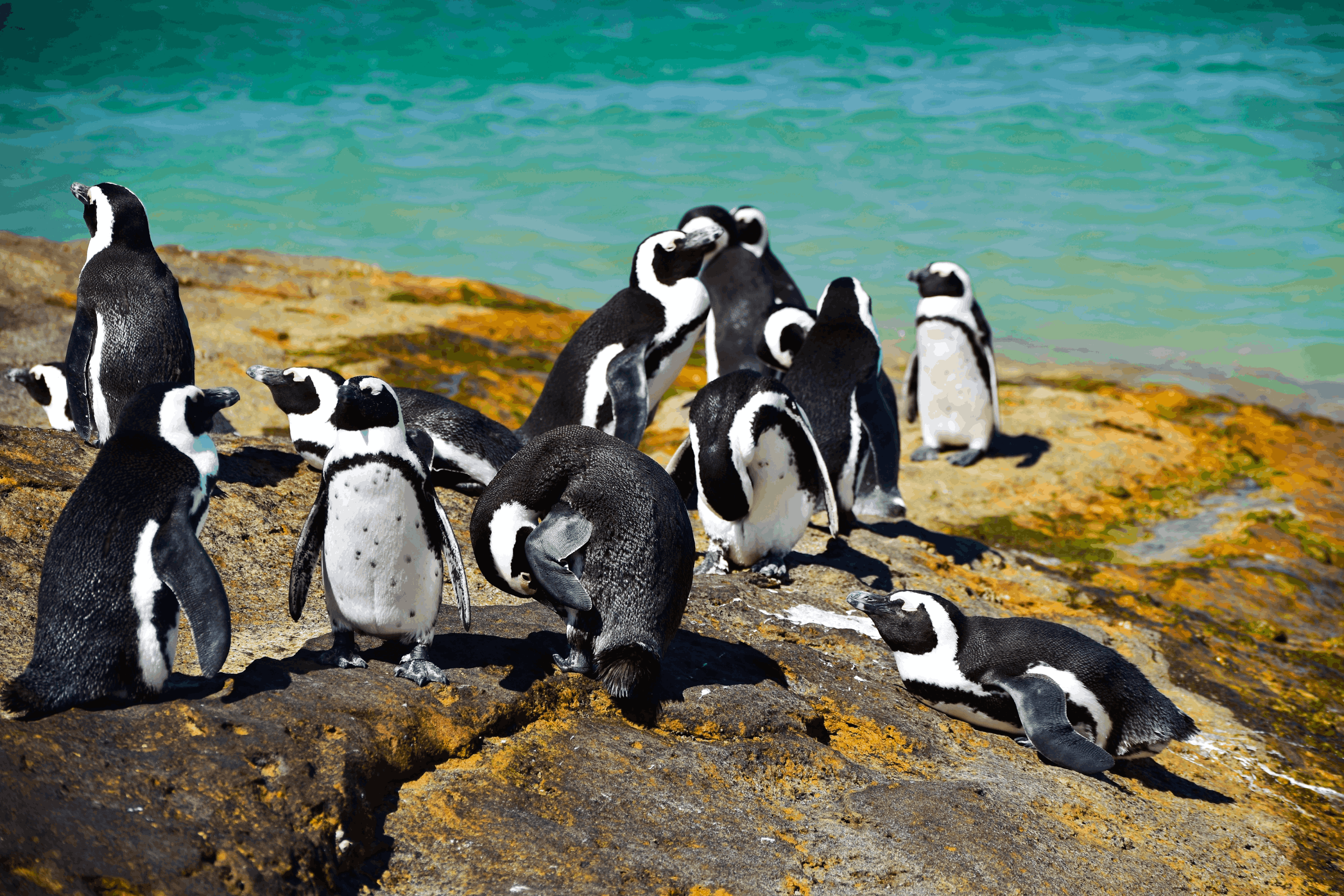 Cape Town & the Garden Route