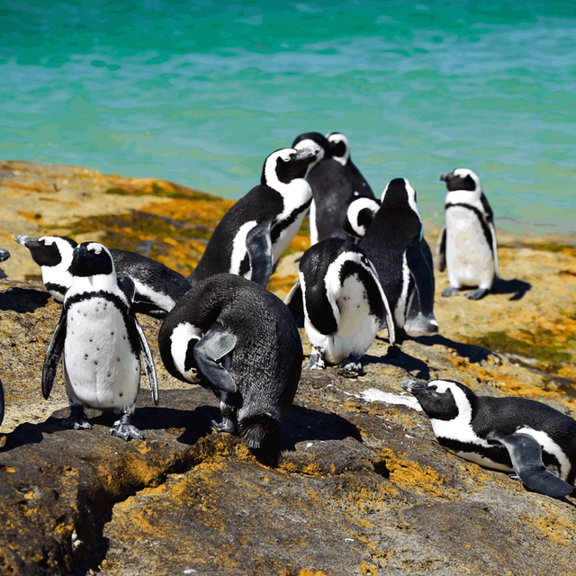 Cape Town & the Garden Route Cape Town & the Garden Route
