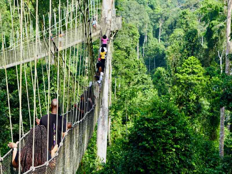 Explore Kakum National Park’s rainforest and experience its famous canopy walkway