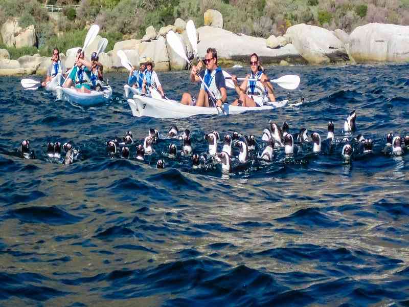 Kayak with penguins to Boulders Beach