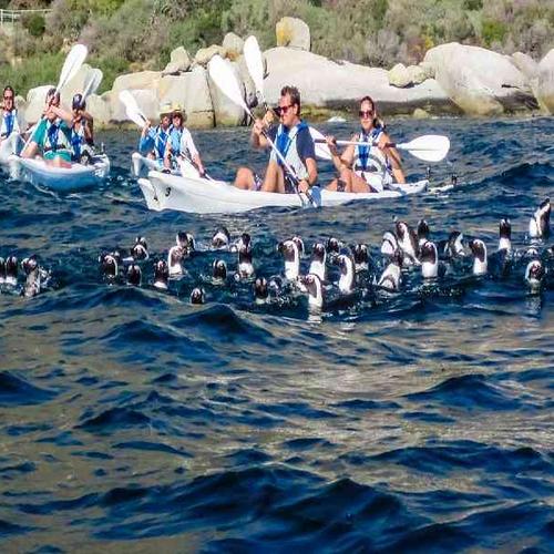 Kayak with penguins to Boulders Beach Kayak with penguins to Boulders Beach