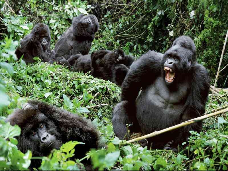 Gorilla Trekking in Uganda