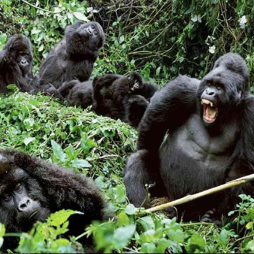 Gorilla Trekking in Uganda Gorilla Trekking in Uganda
