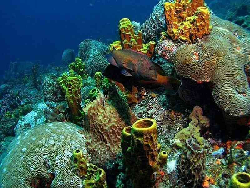 Snorkel at a reef teeming with colorful marine life