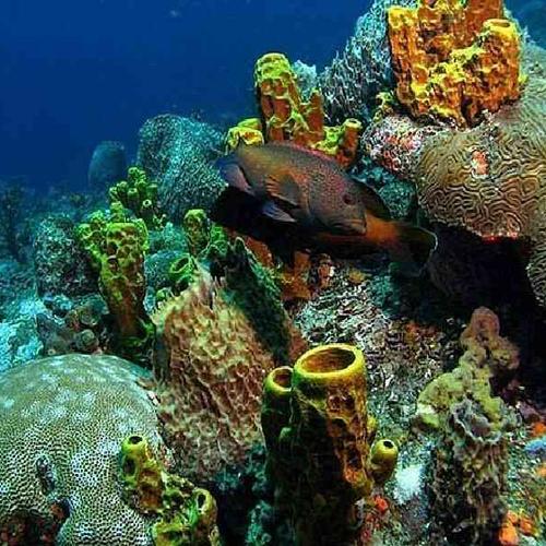 Snorkel at a reef teeming with colorful marine life Snorkel at a reef teeming with colorful marine life