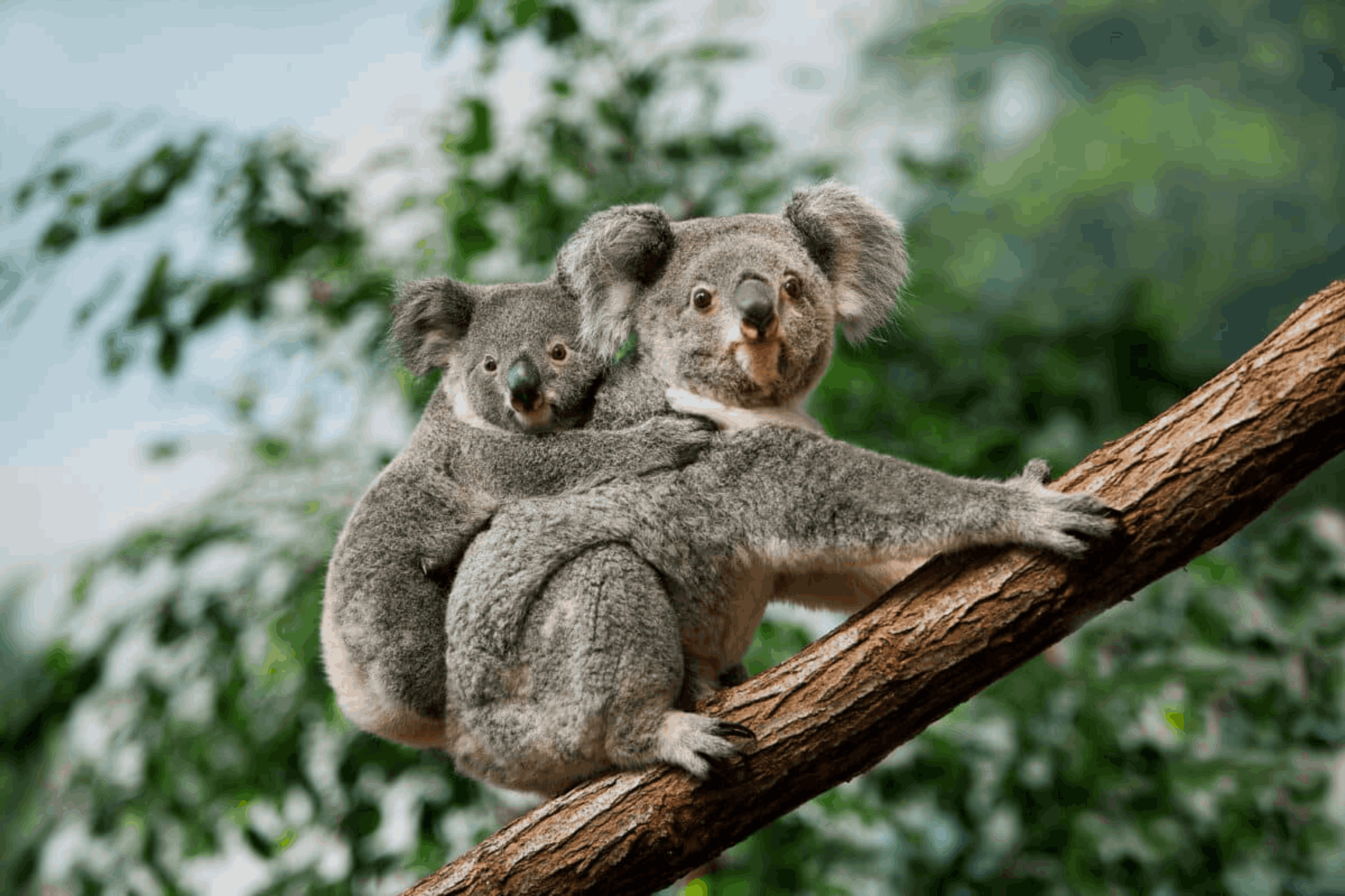 Australia and New Zealand: Surf Camps & Kiwi Highlights