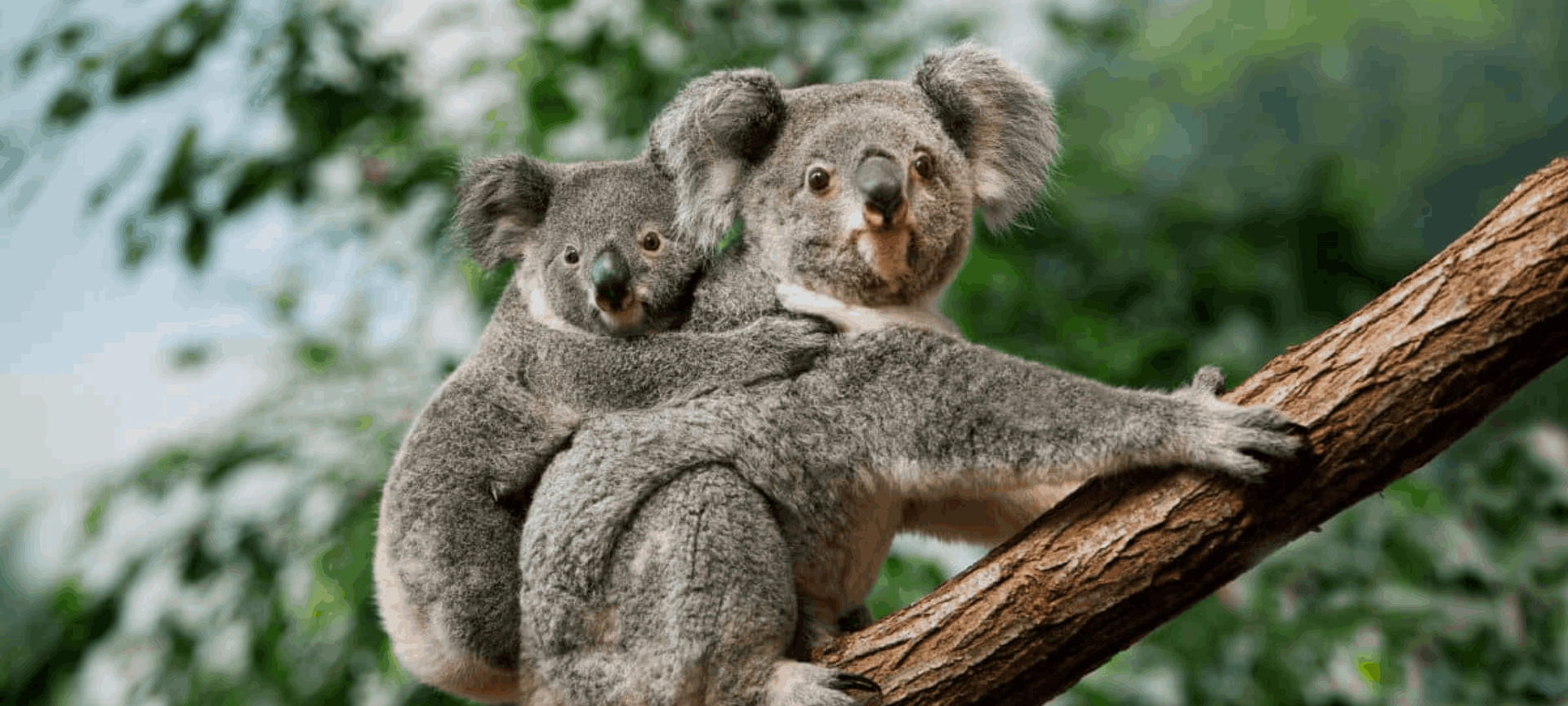 Australia and New Zealand: Surf Camps & Kiwi Highlights Australia and New Zealand: Surf Camps & Kiwi Highlights