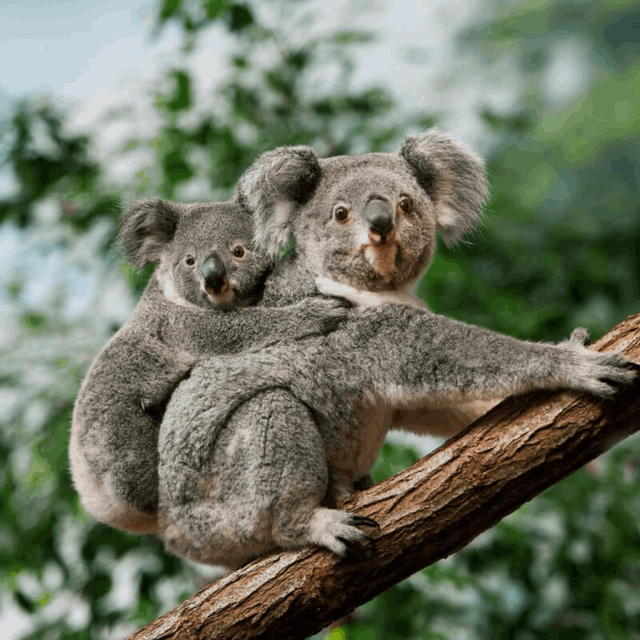Australia and New Zealand: Surf Camps & Kiwi Highlights Australia and New Zealand: Surf Camps & Kiwi Highlights