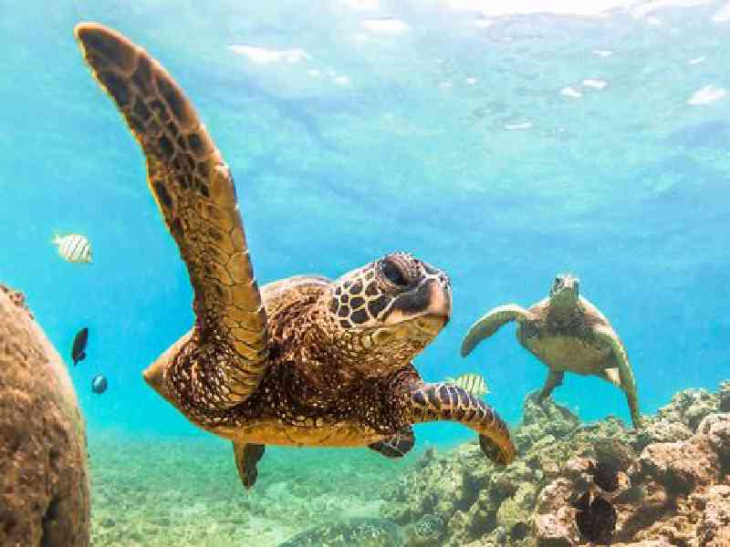 Snorkel in crystal-clear waters at Tintamarre Island and swim alongside sea turtles in their natural habitat.