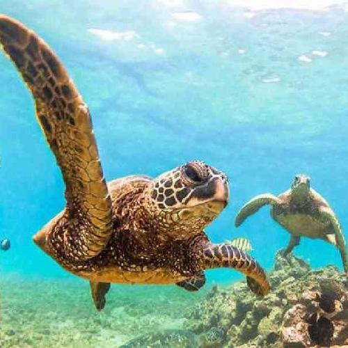 Snorkel in crystal-clear waters at Tintamarre Island and swim alongside sea turtles in their natural habitat. Snorkel in crystal-clear waters at Tintamarre Island and swim alongside sea turtles in their natural habitat.
