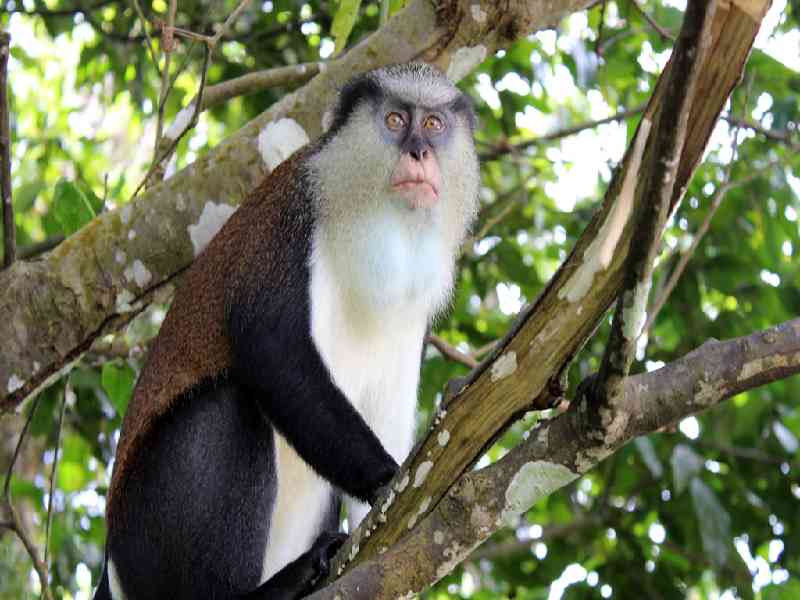 Explore Grand Etang National Park and its scenic crater lake.