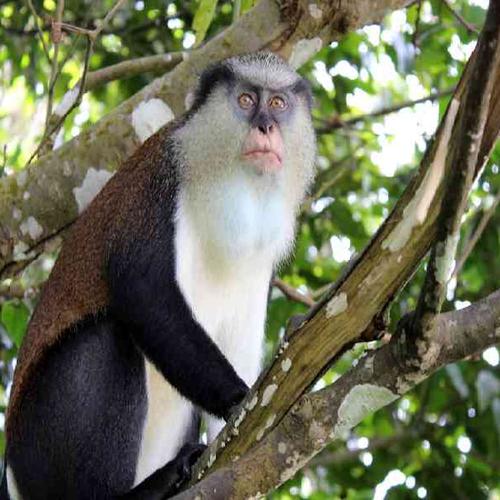 Explore Grand Etang National Park and its scenic crater lake. Explore Grand Etang National Park and its scenic crater lake.