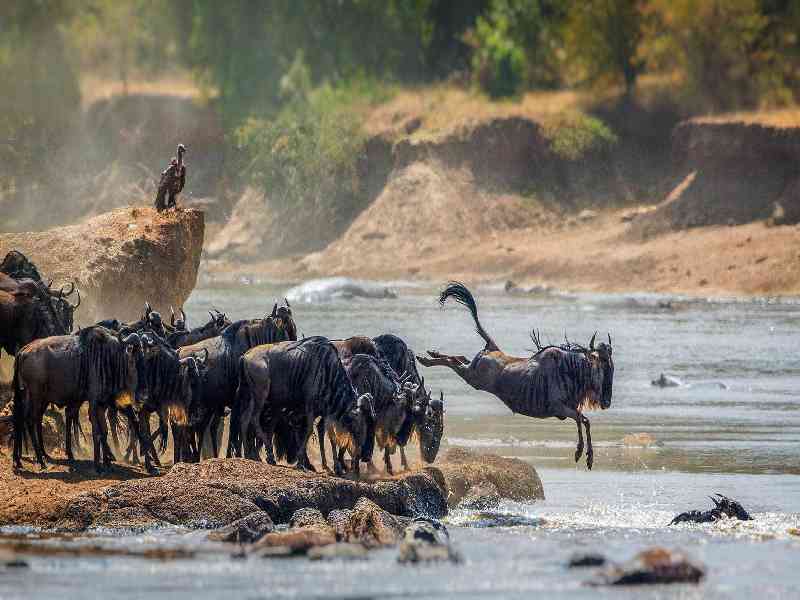 Spot the Big Five on a game drive through the Serengeti