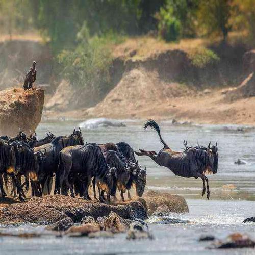 Spot the Big Five on a game drive through the Serengeti Spot the Big Five on a game drive through the Serengeti
