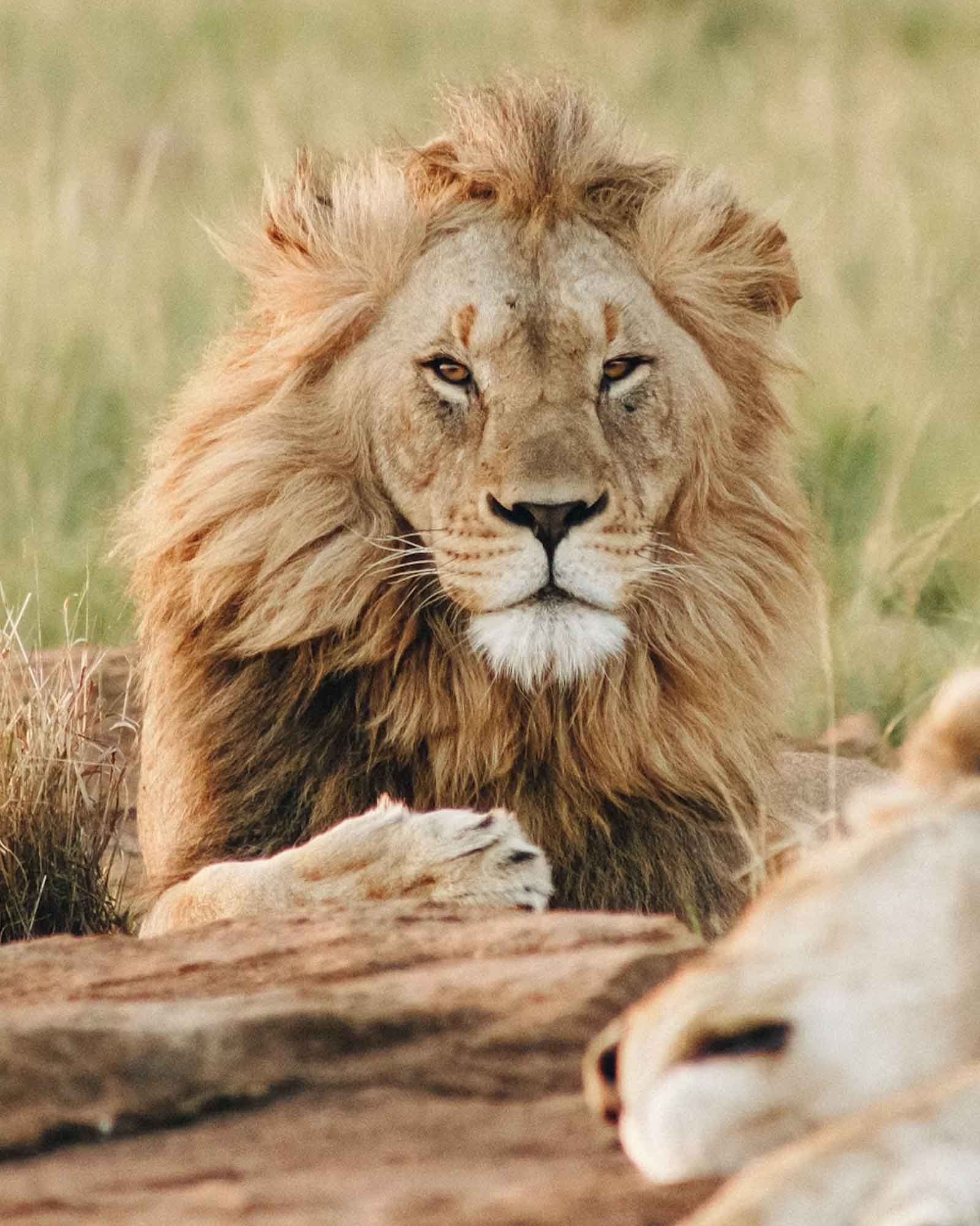 Soca Islands Wildlife & Safari