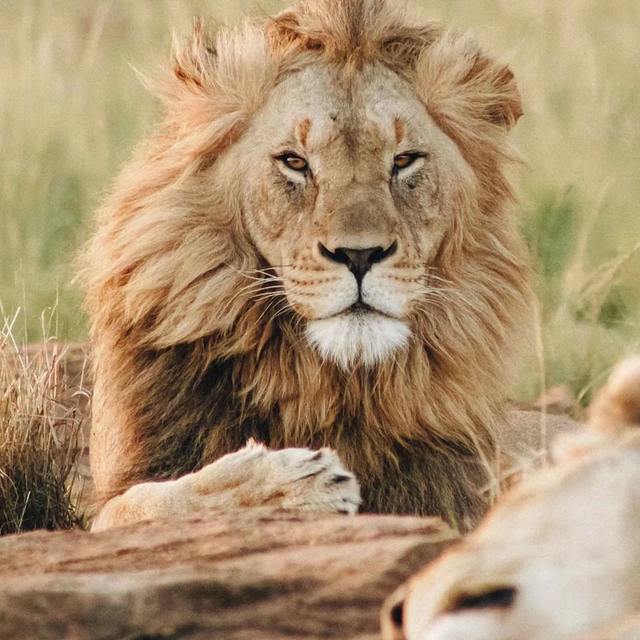Wildlife and safari tours with Soca Islands Soca Islands Wildlife & Safari