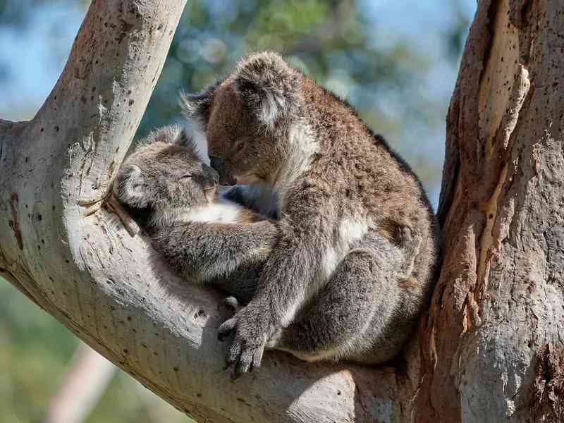 Adelaide Hills & Wildlife Encounters
