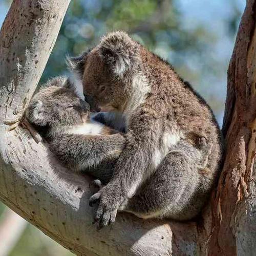 Adelaide Hills & Wildlife Encounters Adelaide Hills & Wildlife Encounters