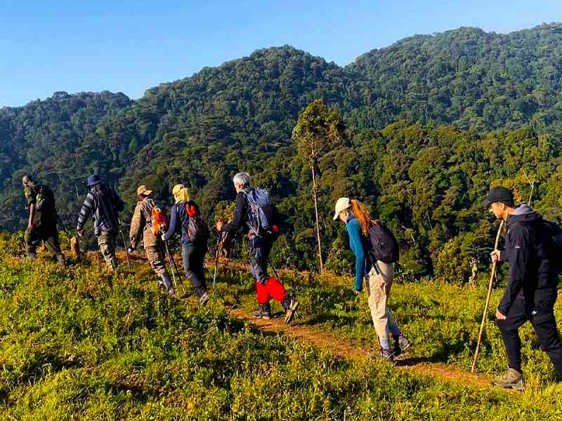 Trek through Bwindi Forest for an unforgettable close-up encounter with endangered mountain gorillas.