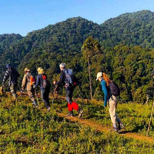 Trek through Bwindi Forest for an unforgettable close-up encounter with endangered mountain gorillas. Trek through Bwindi Forest for an unforgettable close-up encounter with endangered mountain gorillas.