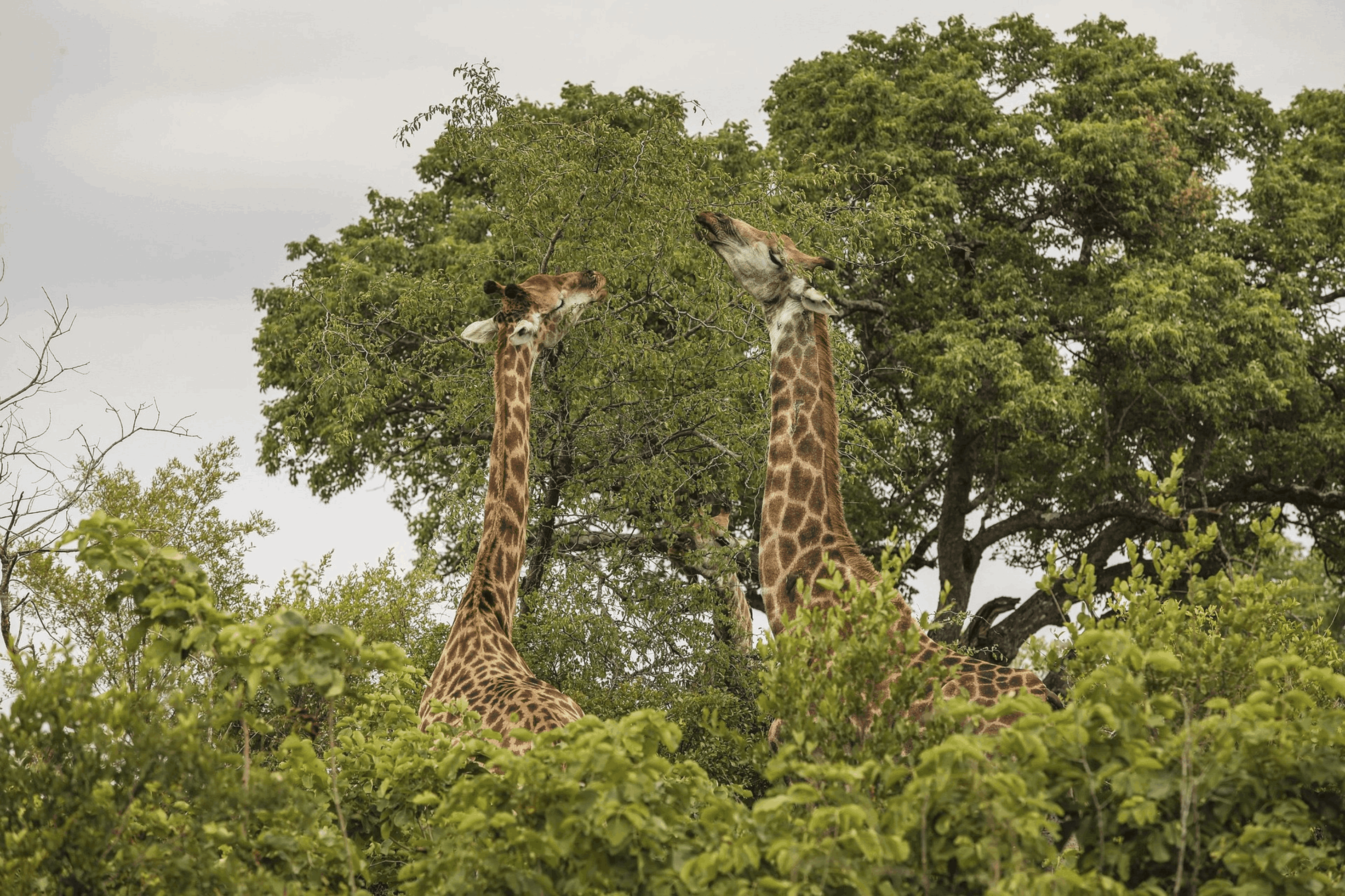 The South Africa Trip