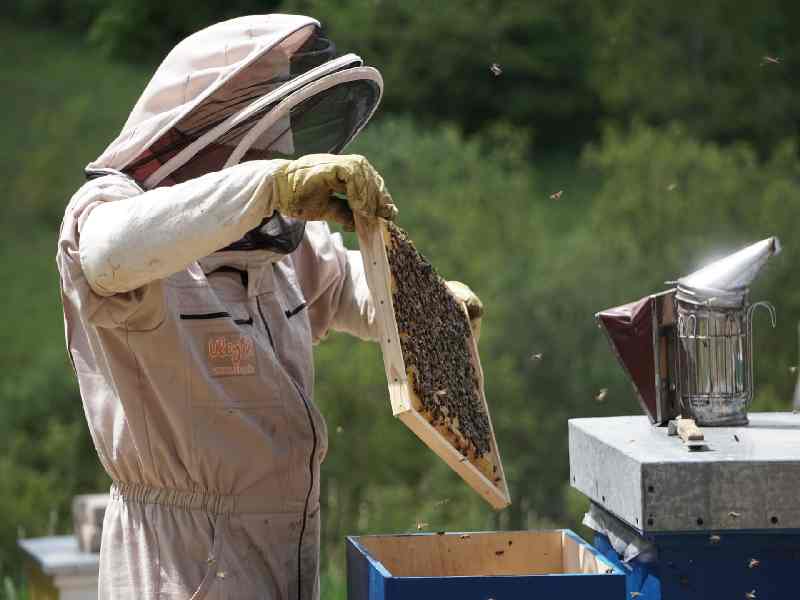 Learn the secrets of beekeeping