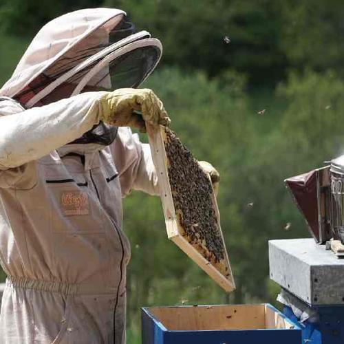 Learn the secrets of beekeeping Learn the secrets of beekeeping