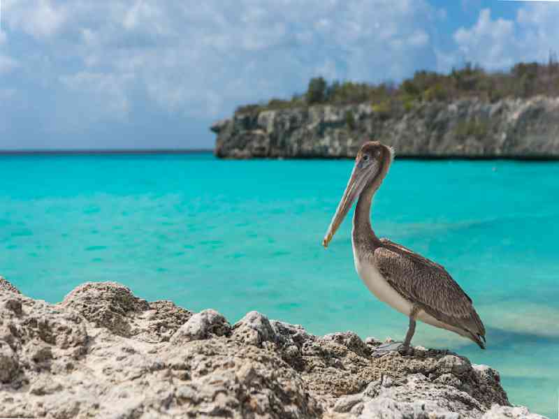 Relax at Daaibooi Beach after exploring dramatic coastal sights like Boka Patrick.